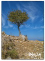 Tree of life