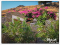 Colors and beauty in abundance