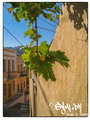 Vine leaves on a wall
